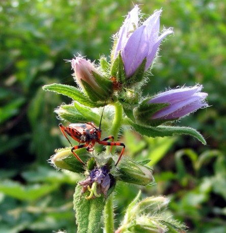 Rhynocoris iracundus ?